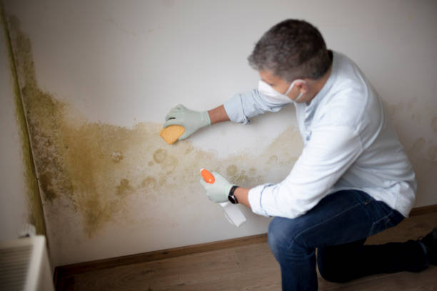 Best Post-Remediation Verification Testing  in Thiensville, WI